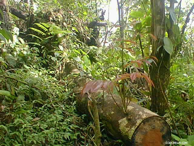 EL Yunque, The Forest Regenerates Itself