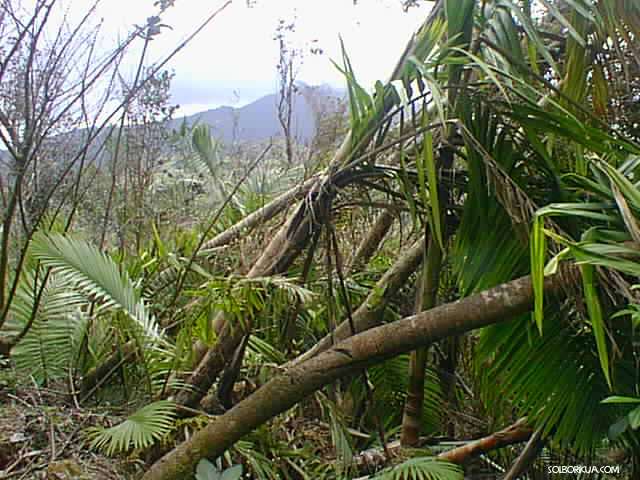 EL Yunque,Affects of Hurricane Georges 1998