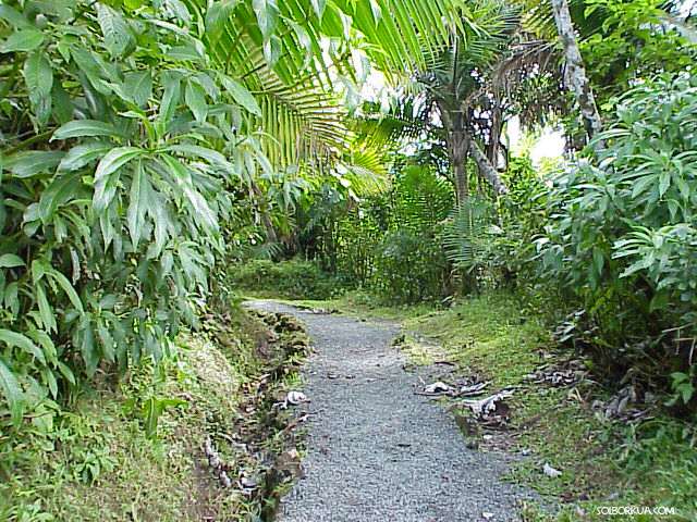 El Yunque, Forest Path