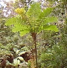 Giant Fern