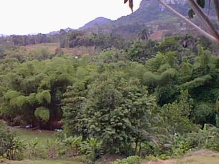 Bambu trees in Corozal