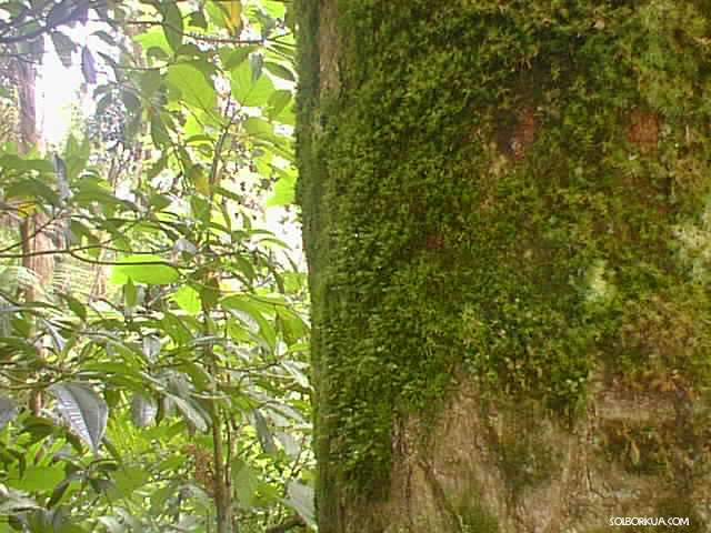 Moss on tree