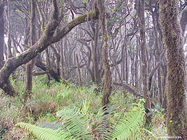 EL Yunque,Bosque en las Nubes.