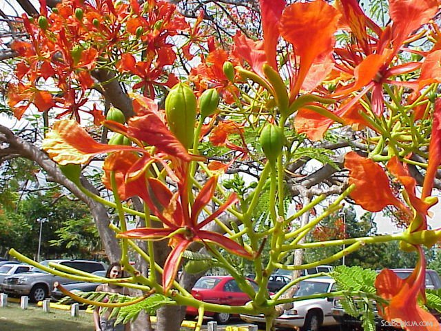 Flor Del Flamboyan